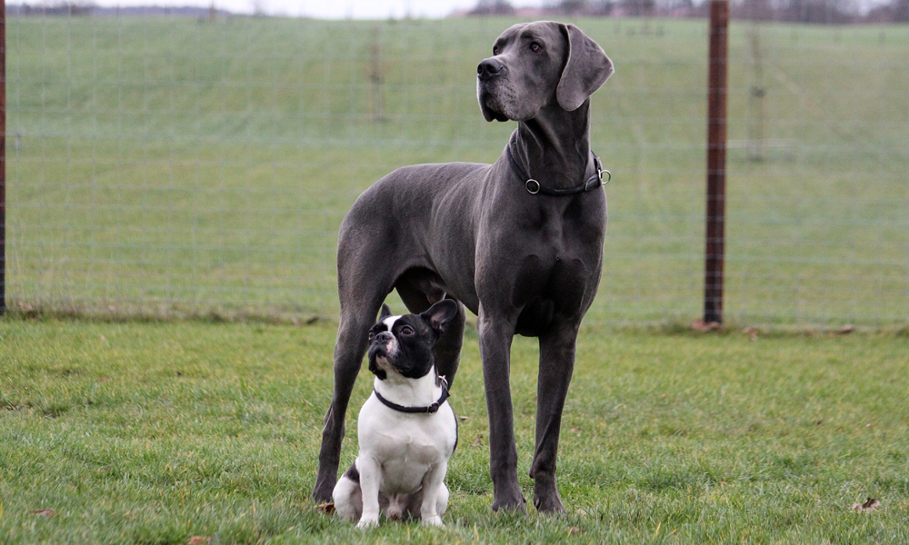 The difference between large and small-breed dog foods – and why it matters