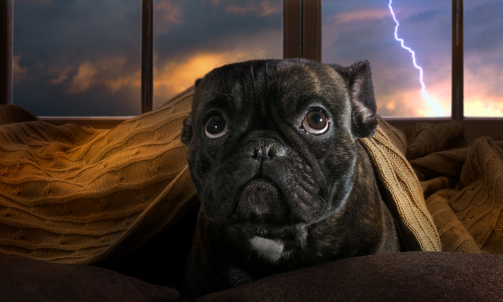 Locura moneda Ensangrentado Why Is My Dog Scared of Thunderstorms? | NutriSource Pet Foods
