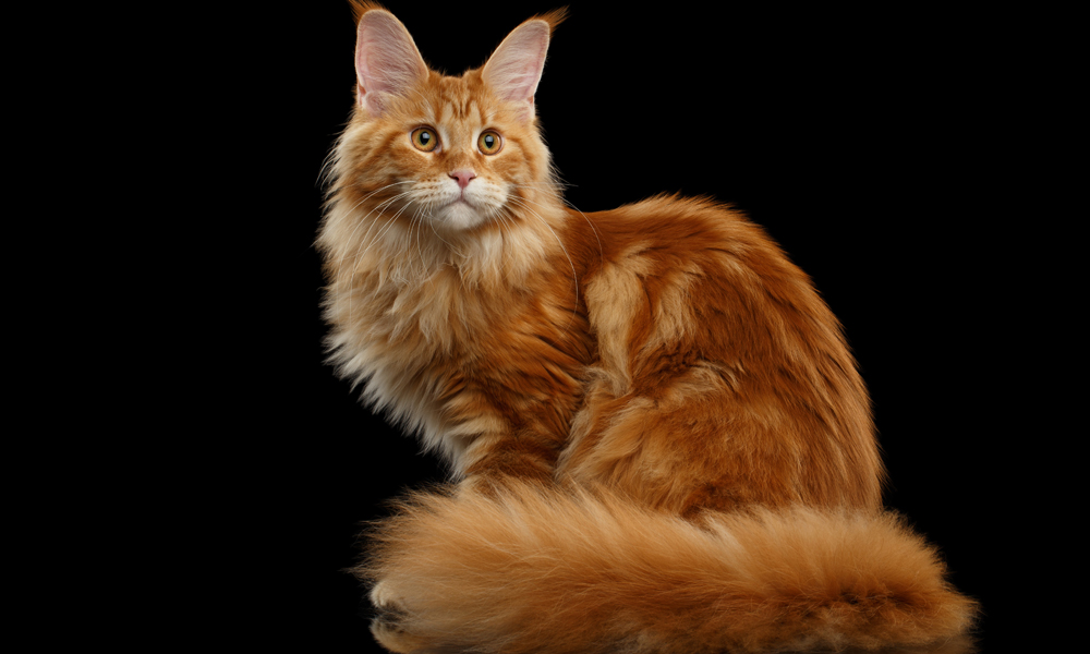 12 Lovable Large Cat Breeds