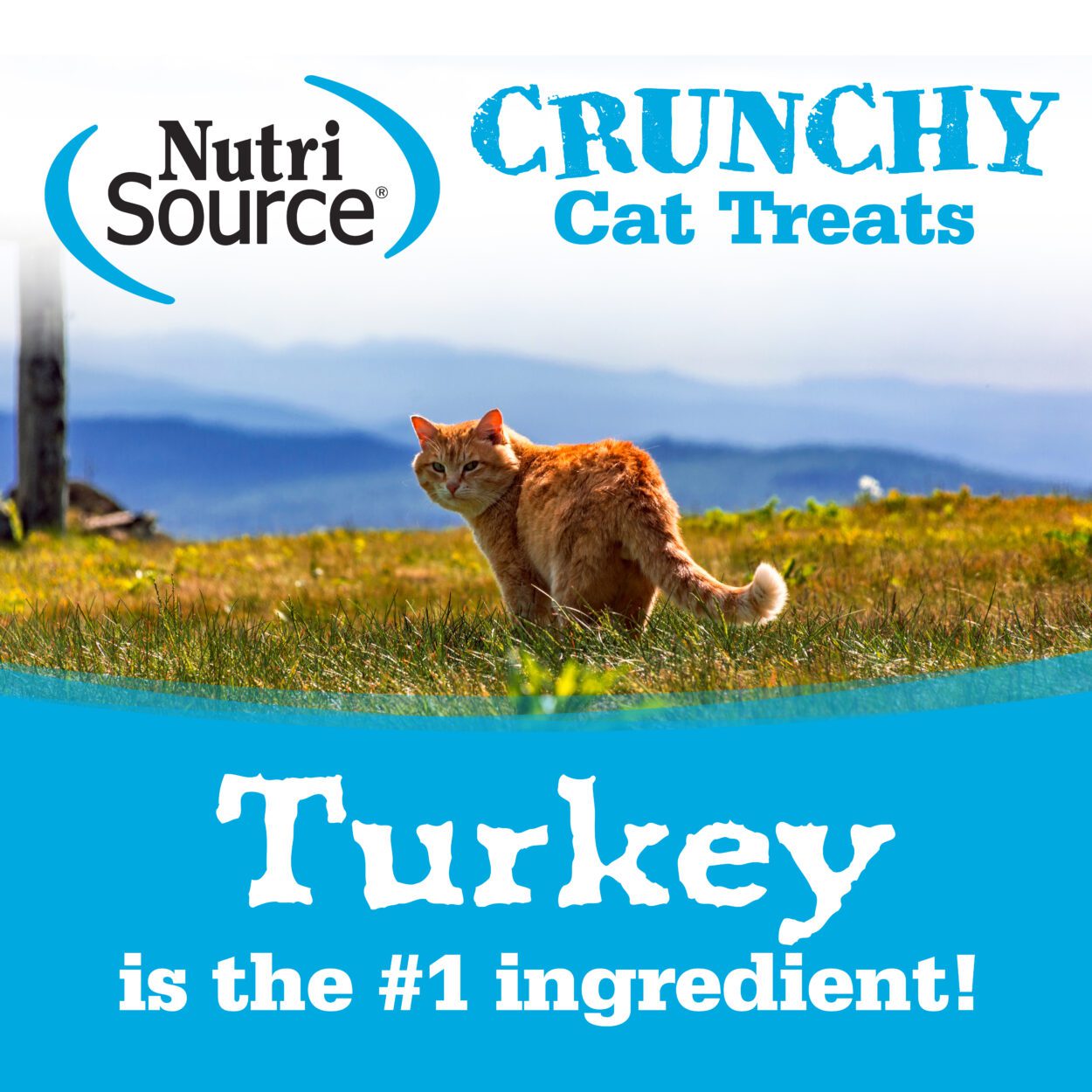 Turkey is the #1 ingredient!
