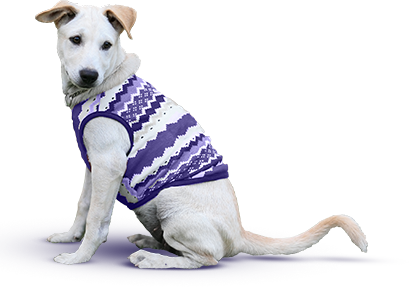 dog wearing purple sweater, sitting