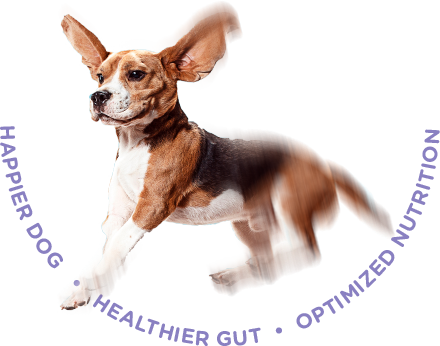 Happier Dog | Healthier Gut | Optimized Nutrition