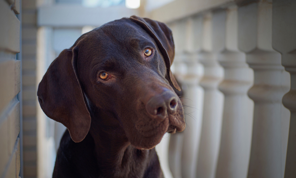 Why is my dog staring at me? Your top questions answered about the canine gaze