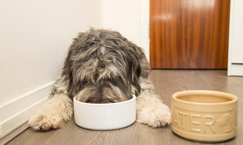 The best way to feed your dog a high-protein diet