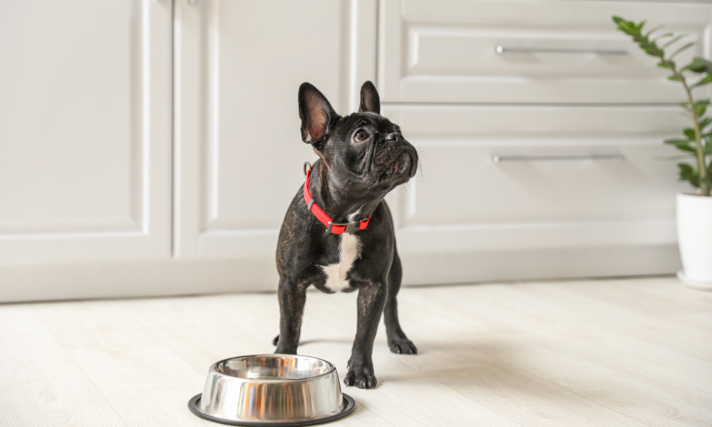 Freeze-Dried Dog Food 101: Here’s what to know about feeding your dog raw food