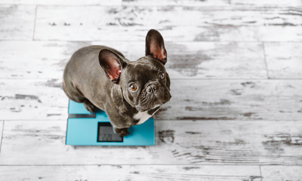 Weight management 101: Your guide to feeding an underweight or overweight dog