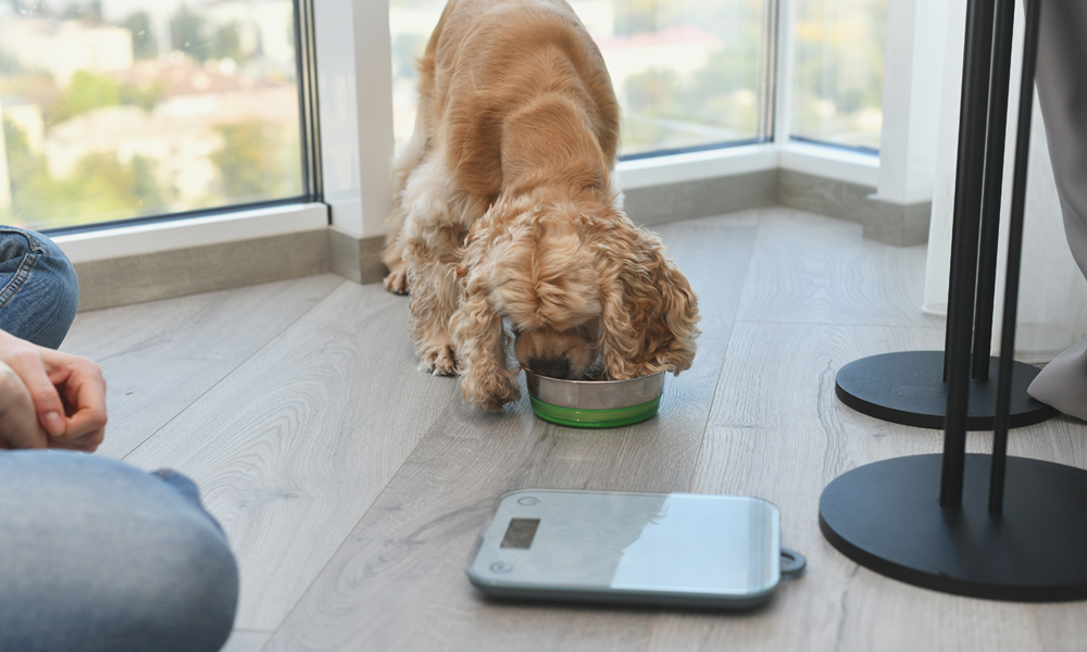 Dog food portions: A guide to how much to feed your dog