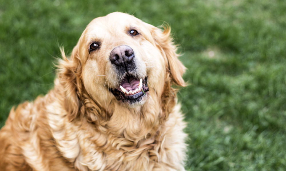 3 worrying health issues in senior dogs and how to manage them