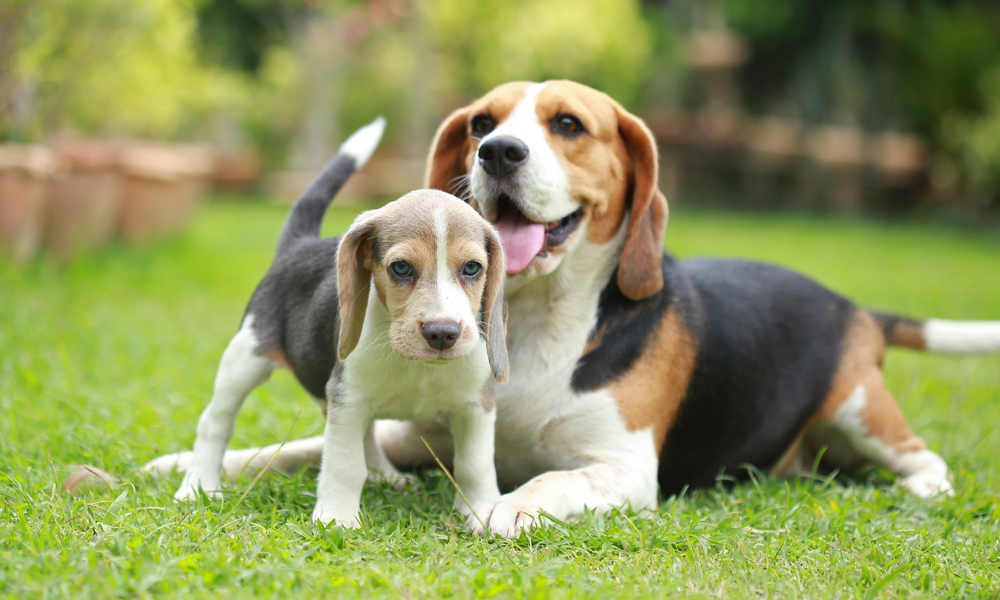 When to switch to adult dog food: A puppy parent’s guide to making the transition