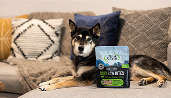 a dog lying on the sofa beside a bag of NutriSorce Raw Bites