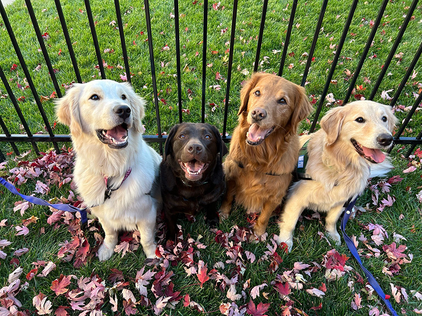 Hunter, Jellybean, Litta and Dusty