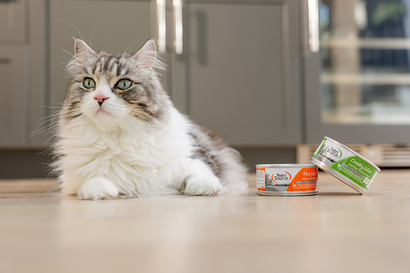 Keeping Your Cat’s Urinary Health on Track: The Importance of Hydration