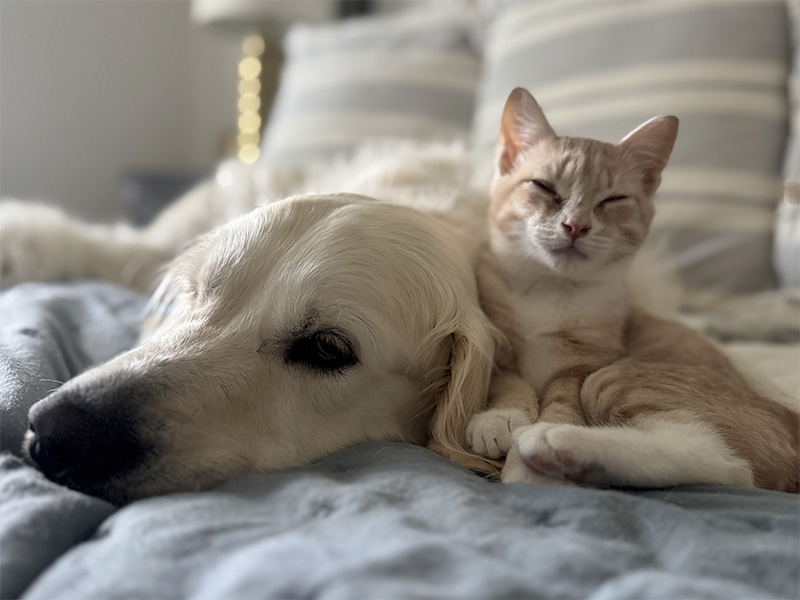 Charlie's dog and cat