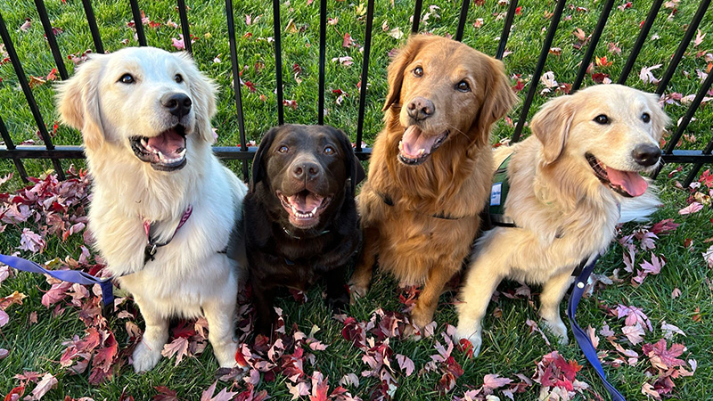 Hunter, Jellybean, Litta and Dusty Hunter, Jellybean, Litta and Dusty