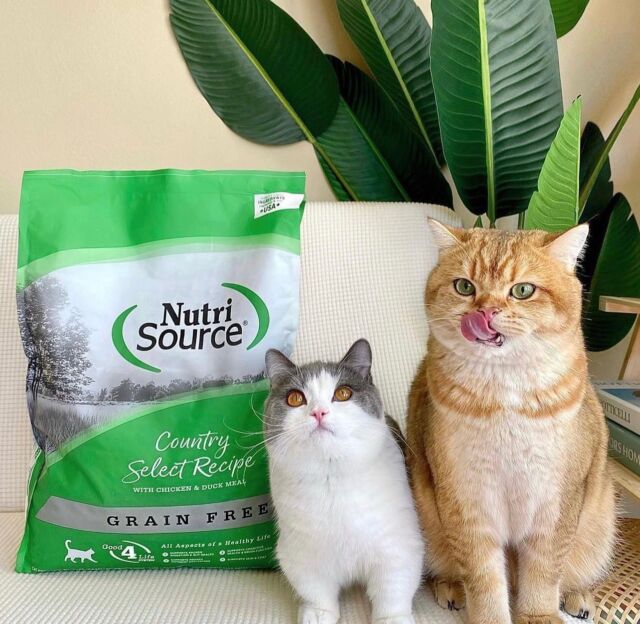 Healthy Dog Food Cat Food NutriSource Pet Foods